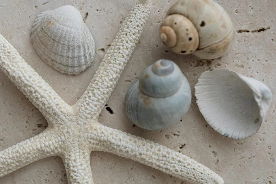 decoracion-verano-caracolas-estrella-mar